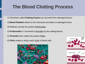 Preview of (FREE) Blood Power Point: Red & White Cells, Platelets, Clots, & Hemophillia