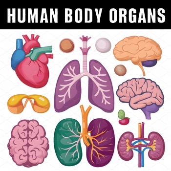 Preview of Science Body Organs Clipart | Human Body Clip Art