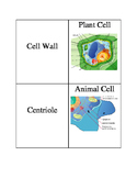 Science Cell Structure Flash Cards