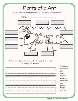 Preview of Science Center - Mini Lesson Parts of an Ant - K-3rd Grade - Distance Learning