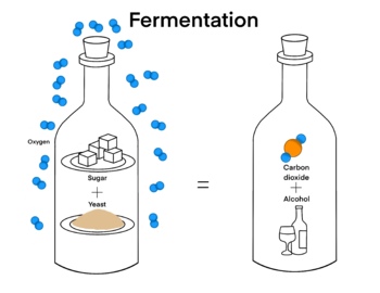 Preview of Science Chemistry - Fermentation