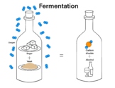 Science Chemistry - Fermentation