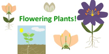 Preview of Science Clip Art--Flowering Plants