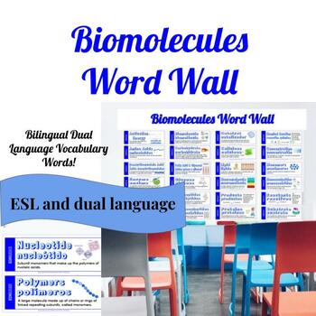 Preview of Science Dual Language ESL Word Wall || Biomolecules || STAAR Aligned
