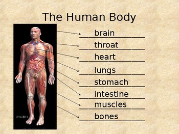 Preview of Science / English: Inside our Body PowerPoint