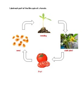 Science Fusion 3rd Grade Unit 3 Lesson 1 - What Are Some Plant Life Cycles