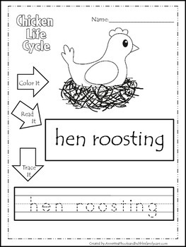 Science Life Cycle of a Chicken Color,Read,Trace preschool homeschool ...