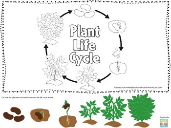 Preview of Science Life Cycle of a Plant Picture Matching preschool homeschool game.