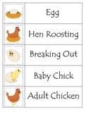 Science Life Cycle of a Chicken themed Word Wall for presc