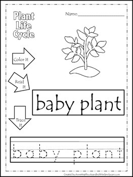 Download Science Life Cycle of a Plant Color, Read, Trace preschool homeschool worksheets