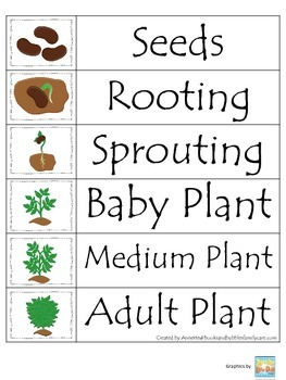 Science Life Cycle of a Plant themed Word Wall for preschool homeschool.