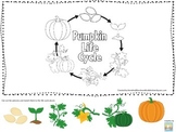 Science Life Cycle of a Pumpkin Picture Matching preschool