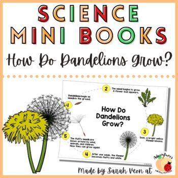 Preview of Science Mini Books - Dandelion Life Cycle