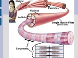 Muscular System PowerPoint: Muscle Structure