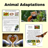 Little Science Thinkers Animal Adaptations Reading April S