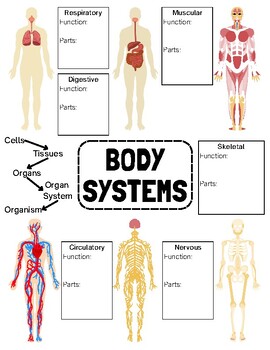 Science One-Page Notes: Body Systems by Amber R | TPT