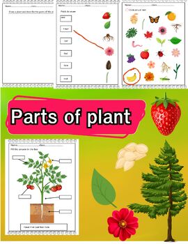 Preview of Science: Parts of plant colorfull worksheet