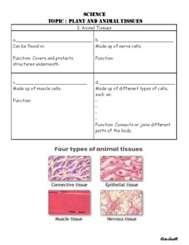 Science - Plant and Animal Tissues worksheet by TeachNow by Candice
