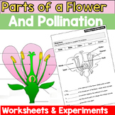 Science Plants Unit Parts of a Flower and Pollination
