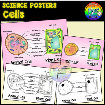 Plant And Animal Cells Poster Worksheets Teachers Pay Teachers