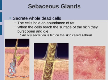 Skin Appendages PowerPoint: Glands, Receptors, Nails, & Hair - Science:  Anatomy