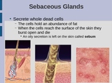 Skin Appendages PowerPoint: Glands, Receptors, Nails, & Ha
