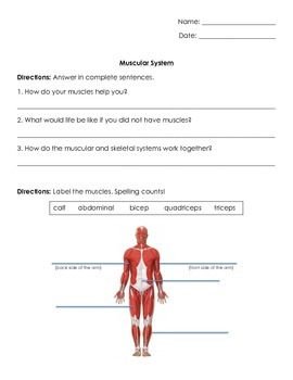 Preview of Anatomy/Human Body Systems: Muscular System Test/ Quiz/ Worksheet