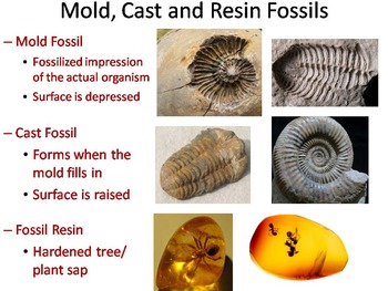 Fossil Record PowerPoint - Science: Biology by Science Spot | TpT