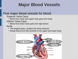 Heart PowerPoint: Circulation, Chambers, Vessels, & Valves