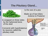 Pituitary Gland PowerPoint: Hormones & Diseases