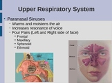 The Respiratory System PowerPoint