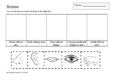 Science - The Senses - Kindergarten