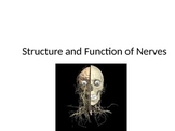 Nerves PowerPoint: Structure and Function