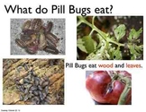Science Unit: Pill Bugs with Workbook