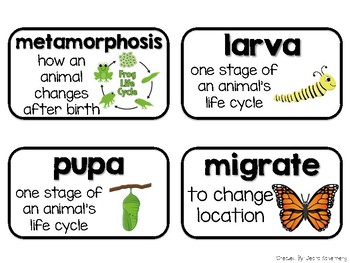 Science Vocabulary Cards 2nd Grade by Primary Punch | TpT
