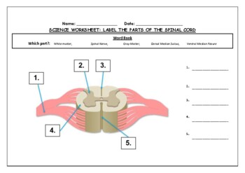 Preview of Science Worksheet: Label Parts Of The Spinal Cord