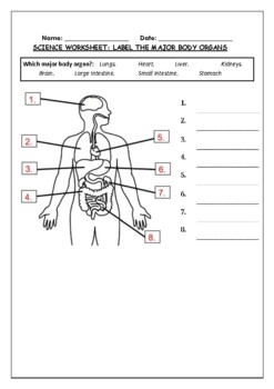 Preview of Science Worksheet: Label The Major Organs Of The Human Body