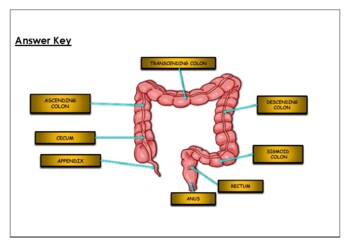 Science Worksheet: Label The Parts Of The Large Intestine by Science