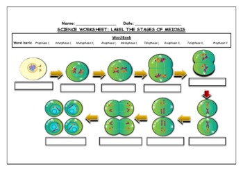 meiosis stages worksheet
