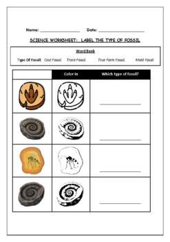 Preview of Science Worksheet: Label The Type Of Fossil