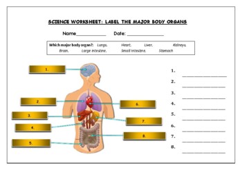 Science Worksheet: Label The Vital Organs Of The Human Body by Science ...