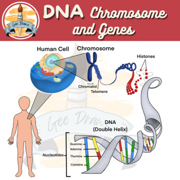 Chromosome Gene Model Clipart Lesson Plan