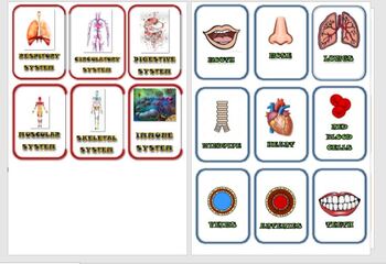 Preview of Science matching card game: Body parts and body systems