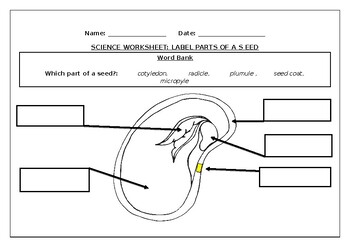 Preview of Science worksheet: Label parts of a seed