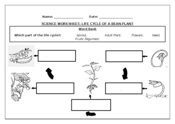 Preview of Science worksheet: Life cycle of a bean plant