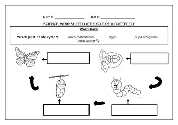 Preview of Science worksheet: Life cycle of a butterfly