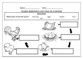 Science Worksheet Life Cycle Of A Chicken By Science Workshop Tpt