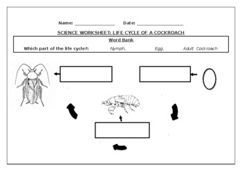 science worksheet life cycle of a cockroach by science workshop