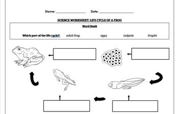 science worksheet life cycle of a frog by science workshop tpt