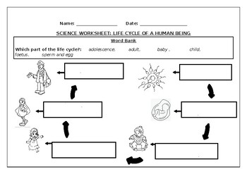 Preview of Science worksheet: Life cycle of a human being